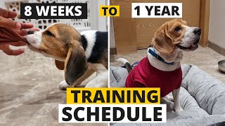 Complete Beagle Puppy Training Schedule by Age [upl. by Ahcilef]