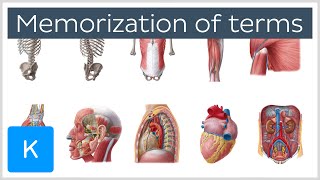 How to Memorize Anatomy Terms in 4 Steps  Human Anatomy  Kenhub [upl. by Yenattirb]