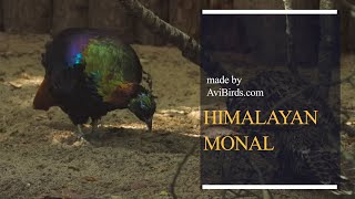 Himalayan Monal  Impeyan Monal  Impeyan Pheasant Lophophorus Impejanus [upl. by Novets827]