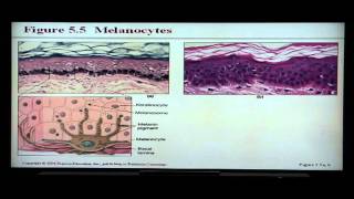 Anatomy and Physiology Help Chapter 5 Integumentary System [upl. by Yllac]