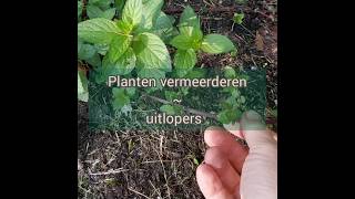 Planten vermeerderen door uitlopers laat de plant het werk doen kruidenvrouw marjoleinjonkers [upl. by Aynad367]