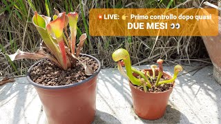 💥LIVE👉CONTROLLO HELIAMPHORA E DARLINGTONIA IN SUBSTRATI INORGANICI 2 MESI DOPO CI SONO SORPRESE💪 [upl. by Ettenay157]