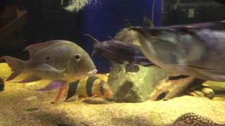 Ageneiosus marmoratus and other Monster Fish [upl. by Ayikal60]