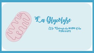 La Glycolyse Etapes Régulation Bilan Energétique Et Devenir Du NADH Et Du Pyruvate Biochimie [upl. by Selie]