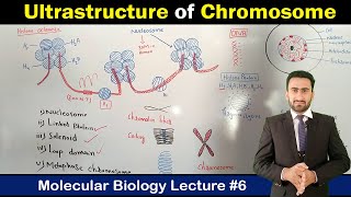 Ultrastructure of Chromosomes  Nucleosome  Histone Proteins  Shahzad Rasool Urdu lecture [upl. by Belinda]