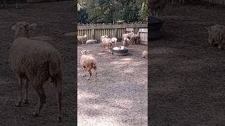 Talking to the Gulf Coast Sheep amp Goats Middleton Place Charleston SC sheep goat Middleton SC [upl. by Launam261]