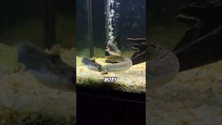 Gulper Catfish Eats A 14 Inch Bichir 😱 [upl. by Ydnelg]