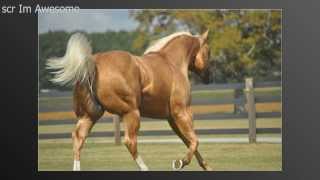 scr Im Awesome AQHA Stallion [upl. by Uah325]