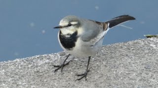 ベビハクちゃんMotacilla alba lugens [upl. by Ennayt829]