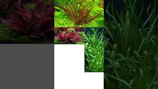 LAS CRYPTOCORYNE acuario acuariosplantados cryptocoryne [upl. by Zachery]