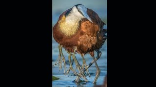 Chim Jacana Bird Điểm kỳ lạ của loài chim này capcut [upl. by Elokyn]