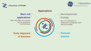 Principle and Workflow of Whole Genome Bisulfite Sequencing [upl. by Furlani]