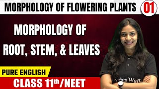 MORPHOLOGY OF FLOWERING PLANTS 01  Morphology Of Root Stem And Leaves  Botany  Class 11thNEET [upl. by Itoyj]