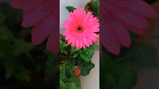 Gerbera plant floweringgerberagardeningplantcareflowersnaturebeautifulmorningvibesshorts [upl. by Sewoll238]