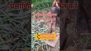 Napier gha stick price  super napier ghas  viral shortsvideo supernapierghas grass reels [upl. by Caylor]