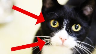 Surprising Facts About Tuxedo Cats [upl. by Daberath]