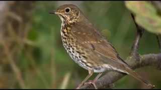 Song Thrush Bird Call Bird Song [upl. by Emanuel]