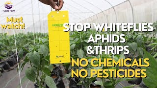 STICKY TRAPS How to control whiteflies and Aphids without using chemicals and pesticides [upl. by Karla461]