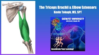 Triceps Brachii and Elbow Extensors  Origin Insertion Action amp More [upl. by Senskell]