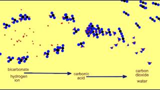 BICARBONATE BUFFER COMBATS ACIDS amp BASES [upl. by Laddie621]