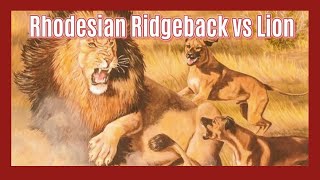 Ridgebacks vs Lions The True Story of LionHunting Dogs [upl. by Ayomat]