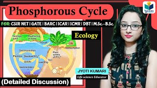 Phosphorous Cycle in Hindi  Biogeochemical Cycle [upl. by Nirual]