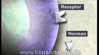 Lehrfilm DER MENSCH DAS HORMONSYSTEM DVD  Vorschau [upl. by Ros374]