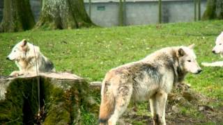 Pack Of Wolves Howling Sound [upl. by Shanie]