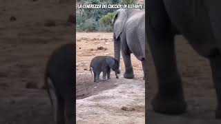 🔴Ecco perché i cuccioli di elefante sono tra gli animali più teneri e sorprendenti🔴 elefanti cute [upl. by Leaper]