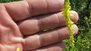 Melilotus officinalis yellow sweet clover [upl. by Janice]