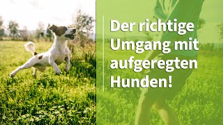 Aufgeregter Hund ➡️ Der richtige Umgang mit aufgeregten Hunden ✔️ [upl. by Westbrook]