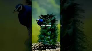 velicha poove whatsapp statusalightmotion albumsong lovestatus trending love tamil bgm 1k [upl. by Gardell]