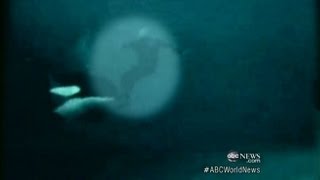 Killer Whale Attacks Trainer Caught on Tape [upl. by Fatima677]