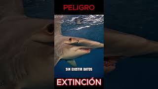 Tiburón Martillo GIGANTE en peligro de EXTINCIÓN  Conservación URGENTE [upl. by Ahsini]