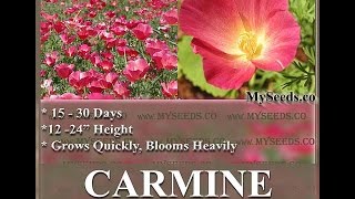 CARMINE KING CALIFORNIA POPPY Eschscholzia californic FLOWER SEEDS on wwwMySeedsCo [upl. by Adnaval489]