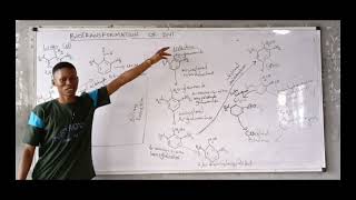 Biotransformation of DNT  Xenobiotics Metabolism [upl. by Eyak]