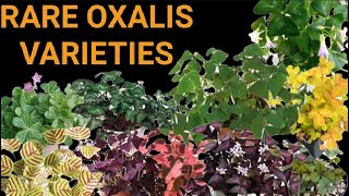 DIFFERENT VARIETIES OF OXALIS PLANT [upl. by Gnuy]