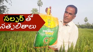 పంటలపై సల్ఫర్ యొక్క ప్రయోజనం  Use of Sulphur in crops  Sulphur in paddy  Karshaka Nestham [upl. by Yale643]