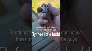 Released back to it mates finch Australianfinch birds kindness [upl. by Anitnerolf636]