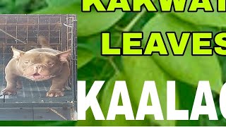 KAKWATE LEAVES GAMOT SA GALIS NG ASO [upl. by Manwell]