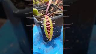 3 Facts About The Venus Flytrap [upl. by Hesther]