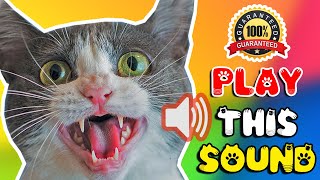 Cat sounds to scare mice away ⭐ Rats will go away 🐁 cat sound effect [upl. by Nosnor]