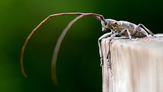 Monochamus galloprovincialis [upl. by Ellesor]