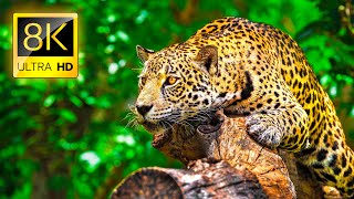 Ultimate Wild Animals Collection in 8K ULTRA HD  8K TV [upl. by Pitarys789]