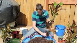 Ensete Banana Propagation Project  Dividing and Transplanting [upl. by Micco]