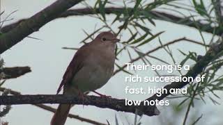 How toListen to the woodland dawn chorus Nightingale [upl. by Akkin131]