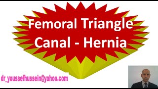 5 Femoral triangle  Femoral sheath  Femoral canal  Femoral hernia [upl. by Daniyal]