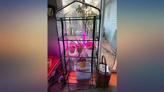 HomeComplete Mini Greenhouse4Tier Indoor Outdoor Sturdy Portable ShelvesGrow review [upl. by Tabib]