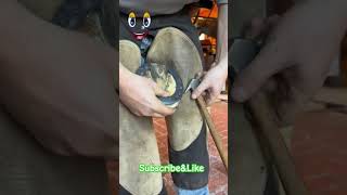 Farrier horses farrier hoofcare horse horsehoof hoof hooftrimming relax shorts farrier [upl. by Spancake]