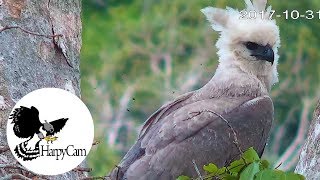 Harpy eagle Harpia harpyja in the Amazon  HarpyCam [upl. by Austen]